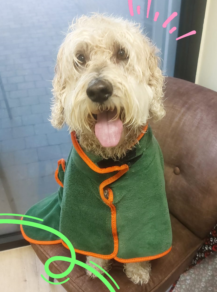 Hond wordt gewassen bij hondentrimsalon Puur Vacht in Hilvarenbeek