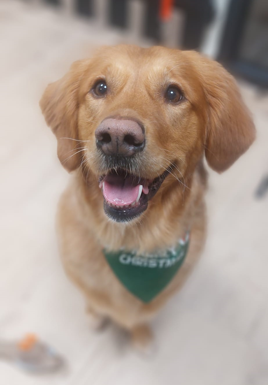 Hond bij trimsalon Puur Vacht Hilvarenbeek