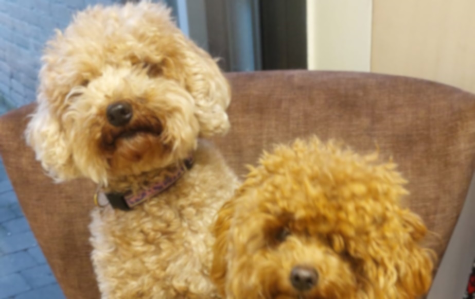 Hond bij trimsalon Puur Vacht Hilvarenbeek